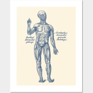 German Diagram Arm Muscular System - Vintage Anatomy Posters and Art
